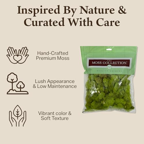 Preserved Reindeer Moss - Moss for Crafts, Home Decor, Art, Design & DIY Projects - Non-Toxic - USA Made (Chartreuse, Medium) - color: Chartreuse, size: Medium