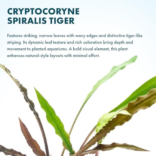 SubstrateSource Live Plants - Crypt Spiralis Tiger (Cryptocoryne spiralis 'Tiger') - Low to Medium Light, Green-Brown Color Aquatic Plant, Background Placement - Rosette Growth - Pot, 1 Pack - color: Spiralis Tiger, size: Pot