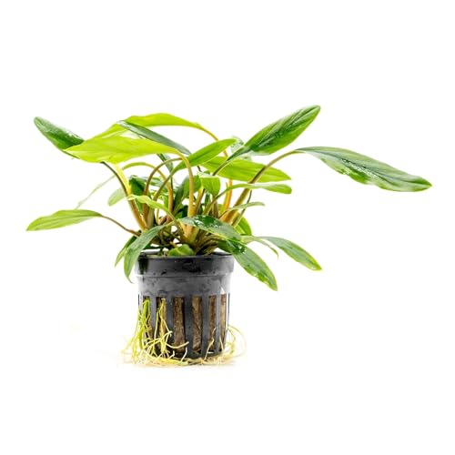 SubstrateSource Live Jungle Plant - Homalomena sp. 'Sekadau South' - Easy Care, Low to Medium Light, Green Accent, Freshwater Terrestrial Plant for Paludariums and Ripariums - Pot - color: Homalomena Sp. Sekadau South, size: Pot