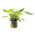 SubstrateSource Live Jungle Plant - Homalomena sp. 'Sekadau South' - Easy Care, Low to Medium Light, Green Accent, Freshwater Terrestrial Plant for Paludariums and Ripariums - Pot - color: Homalomena Sp. Sekadau South, size: Pot