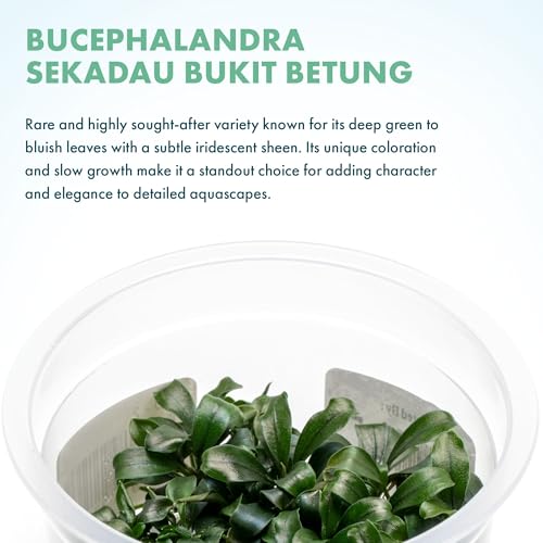 SubstrateSource Live Aquarium Plant - Bucephalandra sp. Sekadau Bukit Betung - Snail Free in-Vitro Easy Care Freshwater Aquatic Plants for Aquascaping, Low - Med Light, Slow Growth - Tissue Culture - color: Bucephalandra sp. Sekadau Bukit Betung