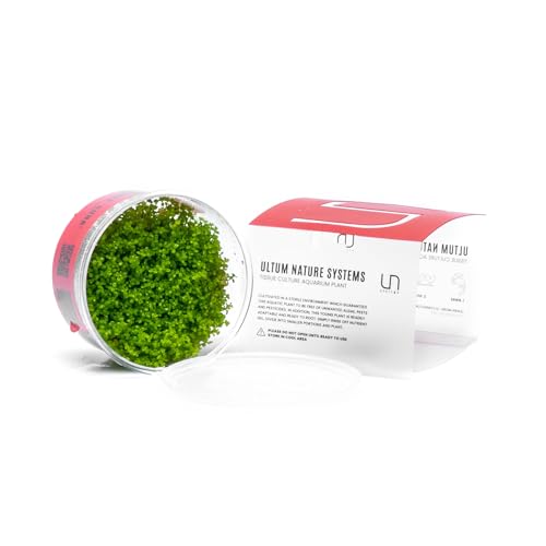 Ultum Nature Systems Dwarf Baby Tears Hemianthus Callitrichoides Cuba Tissue Culture Live Plant for Aquarium, Aquascape, Planted Freshwater Fish Tanks - 100% Snail Free in Vitro - color: Dwarf Baby Tears Hemianthus Callitrichoides Cuba