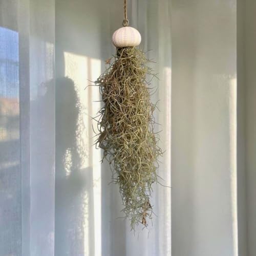 Jellyfish Spanish Moss Air Plant - Live Plant - Hanging Sea Urchin (Set of 3 Small Urchins) - size: Set of 3 Small Urchins