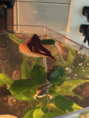 3 Pack Betta Fish Resting Spot Natrual Handmade Shell Bed for Betta, Aquarium Decor Angelfish breeding Slate Spawning Grounds Breeding Resting Bed Betta Hammock