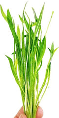 Echinodorus Xingu Bunch Background Easy Live Aquarium Plant Decorations BUY2GET1FREE