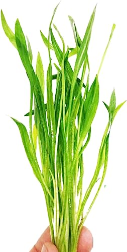 Echinodorus Xingu Bunch Background Easy Live Aquarium Plant Decorations BUY2GET1FREE