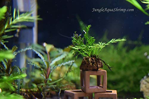 Aquarium Fish Shrimp Tube Cubes Star Clay Shelters Hiding and BREEDING CAVE (Small Shrimp Cubes (Pack of 5))