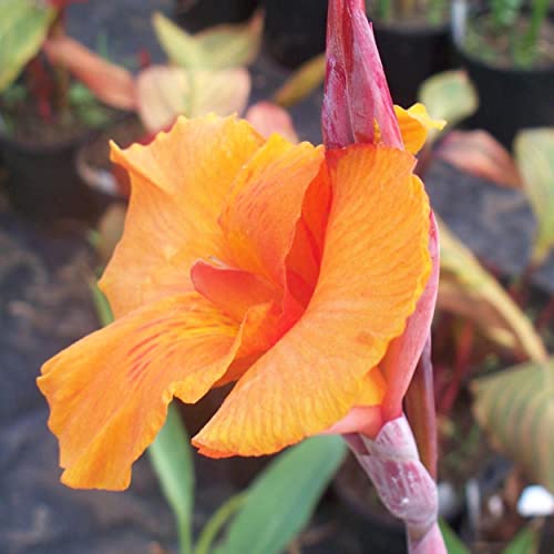Canna 'Orange Taney', a Great Live Pond Plant for Your Water Garden. Filters koi and Goldfish Ponds. Good for Bogs, Plant Shelf or Shallow Water This marginal Aquatic is a Real Beauty - color: Canna 'Orange Taney'