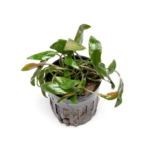 SubstrateSource Cryptocoryne Live Aquarium Plants - Freshwater Plant for Aquariums, Planted Fish Tanks - Beginner Friendly (Beckettii, 1 Pot (3-5 Plants)) - color: Becketii, size: Pot