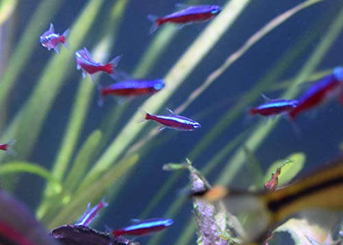 Seachem Stability Fish Tank Stabilizer - For Freshwater and Marine Aquariums 2L / 67.6 oz - color: Clear, size: 2 l / 67.6 fl oz