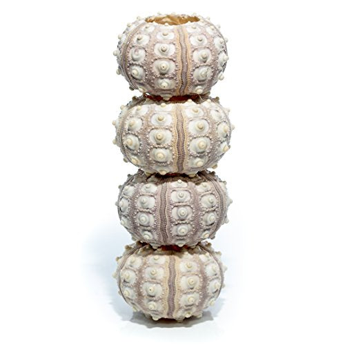 Nautical Crush Trading Sea Urchins Shells for Air Plants - 4 Purple Sputnik (1.5-3") Sea Urchin Shells - Hanging Air Plant Holder - Air Plants Live Holders - Air Plant Pot - No Plants Included - size: 4 Pack