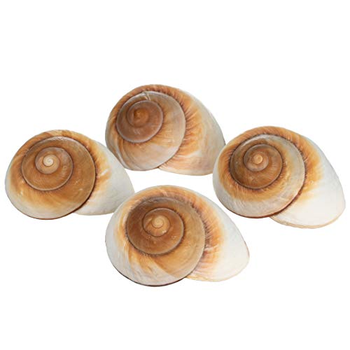 Hermit Crab Shells | Shells for Hermit Crabs | 4 Muffin Snail Shells 2.5"- 3" | Opening Size Approx. 1.25" | Hermit Crab House for Décor | Plus Free Nautical eBook by Joseph Rains - color: 4 Muffin Snail