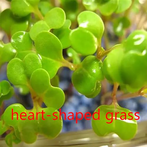 4 Pack Aquarium Plant S.e.e.ds, no Artificial Plastic Plant, Fish Tank Live Grass for All substrates (0.36ozTiny+0.36oz Long+0.35ozHeart-Shaped 0.35oz Big Dual) LZBS1