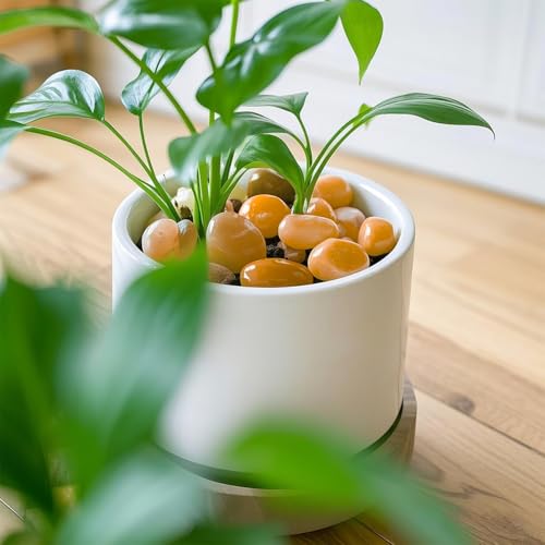 5 Lbs River Rocks for Plants,0.8-1.5 Inch Decorative Ornamental Pebbels, High Polished Stones for Garden Landscaping, Smooth Gravel Filler, Succulents, Fish Tank, Yellow - color: yellow or white