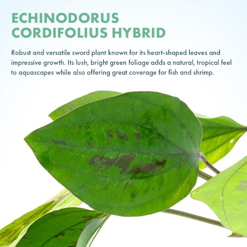 SubstrateSource Live Plants - Echinodorus cordifolius 'Hybrid' - Medium Light, Bright Green Accent for Background Freshwater Aquascaping in Community or Biotope Planted Aquarium - Pot - color: Ech. Cordifolius Hybrid, size: 1 Pot