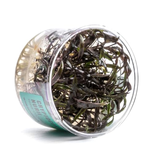 UNS Snail Free TC Crypt Nurii (Cryptocoryne nurii) - Low Light, Green-Pink-Bronze Accent, Midground Placement for Aquascaping - Rosette Growth - Tissue Culture, Small, 1 Pack - color: Cryptocoryne Nurii - Small