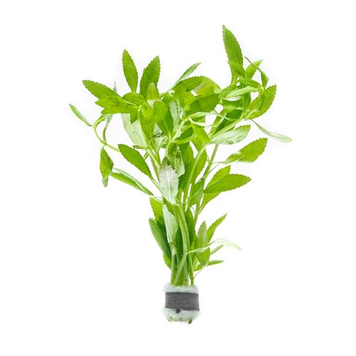 SubstrateSource Live Aquarium Stem Plants - Freshwater Aquatic Plant for Fish Tanks, Aquascaping - (Limnophila Belem, 1 Bunch) - color: Limnophila Belem, size: Lead Bunch - 1 Pack