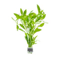 SubstrateSource Live Aquarium Stem Plants - Freshwater Aquatic Plant for Fish Tanks, Aquascaping - (Limnophila Belem, 1 Bunch) - color: Limnophila Belem, size: Lead Bunch - 1 Pack