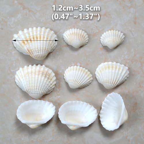 Small Seashell for Craft, Natural White Clam Sea Shells, DIY Assortment, Tiny Shell, Ocean-Themed Decorations, Fish Tank Plant Gravel, Party Wedding Home Decor Vase Filler, 200pcs