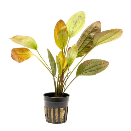 SubstrateSource Echinodorus Ozelot Sword Live Plant for Freshwater Aquariums, Natural Fish Tank Decorations, and Aquatic Decor (1 Pot (2-3 Plants)) - color: Ech. Ozelot, size: 1 Pot