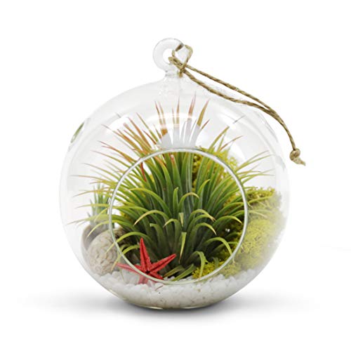 WGV Hanging Terrarium Globe, Width 6", Height 6.5", DIY Air Succulent Planter, Clear Glass Vase Orb with Flat Bottom, Candle Holder for Windowsill Outdoor Garden Decor, 6 Pieces Bulk - size: 6" Flat Bottom