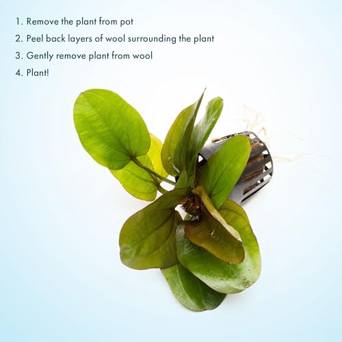 SubstrateSource Echinodorus Reni Sword Live Plant for Freshwater Aquariums, Natural Fish Tank Decorations, and Aquatic Decor (1 Pot (2-3 Plants)) - color: Ech. Reni, size: 1 Pot
