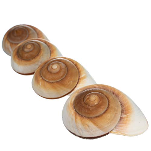 Hermit Crab Shells | Shells for Hermit Crabs | 4 Muffin Snail Shells 2.5"- 3" | Opening Size Approx. 1.25" | Hermit Crab House for Décor | Plus Free Nautical eBook by Joseph Rains - color: 4 Muffin Snail