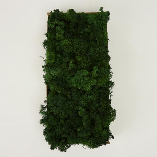 Preserved Reindeer Moss Natural Green DIY Kit Gardenning Art Wall Decor Florist Decor Easter Table Decor Wedding - color: Green-12, size: 0.85 lb