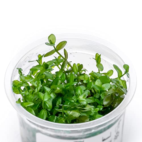 SubstrateSource Live Plant - Bacopa Caroliniana Red Tissue Culture Aquatic Live Aquarium Plant - 100% Snail Free in Vitro Cup (Bacopa Caroliniana Red) - color: Bacopa Caroliniana Red