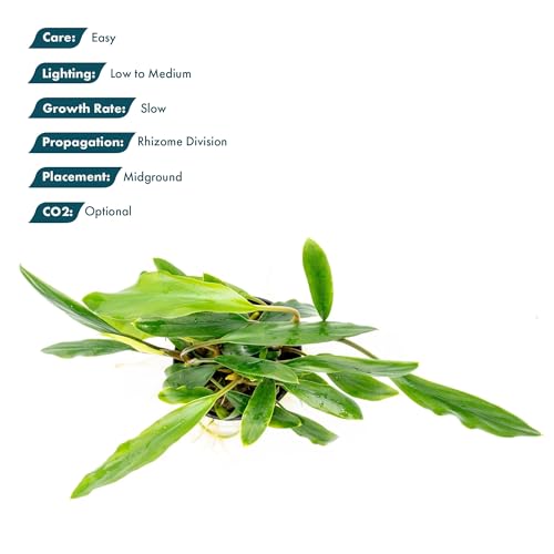 SubstrateSource Live Jungle Plant - Homalomena sp. 'Sekadau South' - Easy Care, Low to Medium Light, Green Accent, Freshwater Terrestrial Plant for Paludariums and Ripariums - Pot - color: Homalomena Sp. Sekadau South, size: Pot