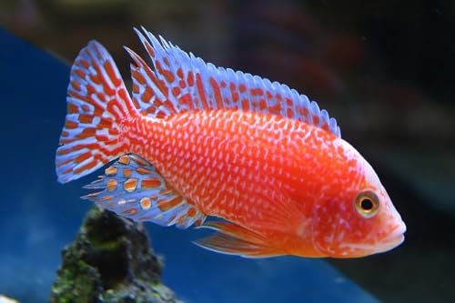 Ultra Intense Color Enhancing with a 10-Day Color Change, 1.5mm - 2mm Floating Pellets for Cichlids, Discus, All Baby and Small Tropical Fish & Pond Fish...1/2-lb Bag - size: 8 Ounce (Pack of 1)