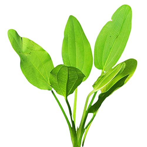 Radican Sword (Echinodorus Cordifolius) - Live Aquarium Plant - Freshwater - Medium Light - size: Medium