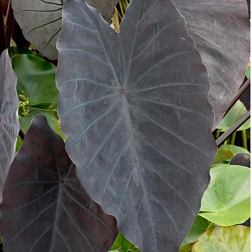 ‘Black Magic’ Taro, a Great Live Pond Plant for Your Water Garden. Filters The koi and Goldfish Pond. Good for Bogs, Plant Shelf or Shallow Water This marginal Aquatic is a Real Beauty - color: Black Magic Taro