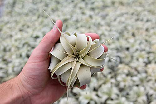 Seedling Xerographica Air Plants 2 to 4 Inch Wide - Tillandsia Succulent House Plants - Available in Wholesale and Bulk - Home and Garden Decor Holders - Easy Care Indoor and Outdoor Plants (1 PC) - size: 1 Count (2-4 inches wide)