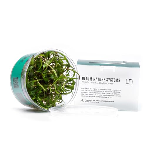 Ultum Nature Systems Live Plants - Crypt Petchii (Cryptocoryne petchii) - Low to Medium Light Green and Bronze Rosette Plant for Foreground to Midground Aquascapes - Tissue Culture Cup - color: Cryptocoryne Beckettii Petchii