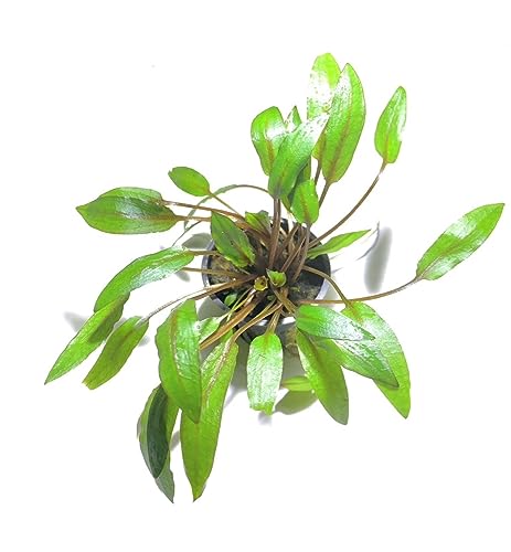 Marcus Fish Tanks - 3X Cryptocoryne Wendtii Green Pots Crypt Wendtii Easy Live Aquarium Plants for Aquatic Freshwater Fish Tank