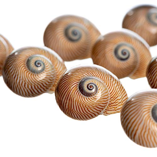 Hermit Crab Shells | Turbo Shells | 12 Natica Lineata Shells 3/4"- 1.5" | Hermit Crab House for Décor | Plus Free Nautical eBook by Joseph Rains
