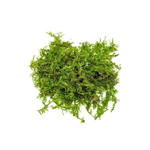 SubstrateSource Christmas Moss Live Aquarium Plant - Freshwater Fish Tank Decorations for Natural Aquatic Décor (Golf Ball) - color: Christmas - Golf Ball, size: 1 Pack