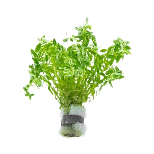 SubstrateSource Live Plants – Water Hedge (Didiplis Diandra) – High Light, Green with Red Tips, Midground to Background Accent – Lead Bunch, 1 Pack - color: Didiplis Diandra, size: Lead Bunch - 1 Pack