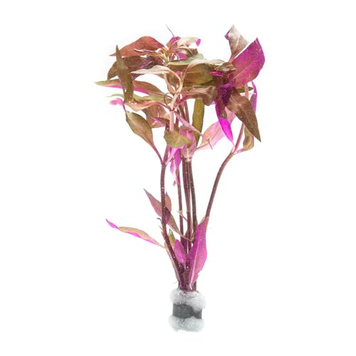 SubstrateSource Live Aquarium Red Stem Plants - Freshwater Aquatic Plant for Fish Tanks, Aquascaping - (Alternanthera Reineckii Rosaefolia, 1 Bunch) - color: Alternanthera Reineckii Rosaefolia, size: Lead Bunch - 1 Pack