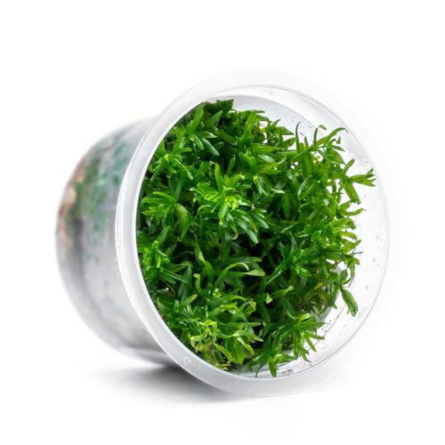 SubstrateSource Live Plant - Peplis Diandra (Didiplis Diandra) - Foreground Stem with Bright Green and Orange Hues, Snail-Free in Vitro Aquarium Plant - Tissue Culture - color: Didiplis Diandra