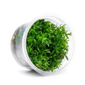 SubstrateSource Live Plant - Peplis Diandra (Didiplis Diandra) - Foreground Stem with Bright Green and Orange Hues, Snail-Free in Vitro Aquarium Plant - Tissue Culture - color: Didiplis Diandra