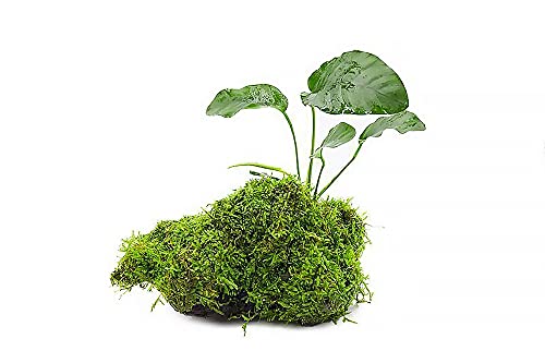 Live Planted Decor - Anubias Barteri & Christmas Moss on Driftwood - Deep Green Leaves with Bright Fronds, Freshwater Aquatic Plant for Foreground to Midground Tank Placement - 1 Pack - color: Anubias Barteri & Christmas Moss on Driftwood, size: Driftwood