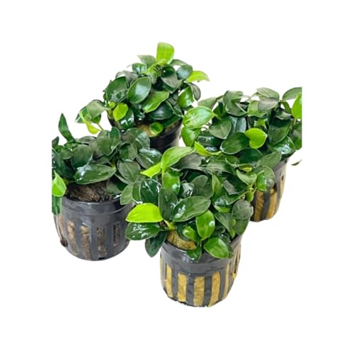 4X Anubias Nana Petite Potted Aquarium Live Plant for Fish Tank Decoration