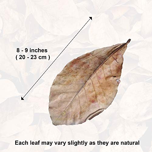 SunGrow Catappa Indian Almond Leaves, 7-8 Inches,10 Catappa Leaves for Betta Fish, Aquarium Water Conditioner, Tank Decoration, Freshwater Tank Accessories, Betta Fish Care, Aquatic Leaf Litter