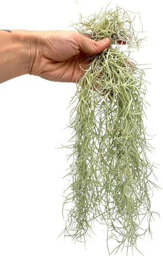 ragnaroc Tillandsia Usneoides ‘Thick-Colombian Spanish Moss’ - ragnaroc Indoor Tropical Plant 16” / 6 oz - Live Arrival Guaranteed - Live Air Plant & House Plants for Home Decor & Gift - size: 6 Oz