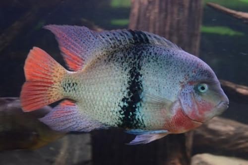 Black Belt Cichlid 1,5" Juveniles (2 Fish Pack) - Live Fish for Aquarium Exotic Freshwater Live Fish, Live Aquarium Fish, Live Fish