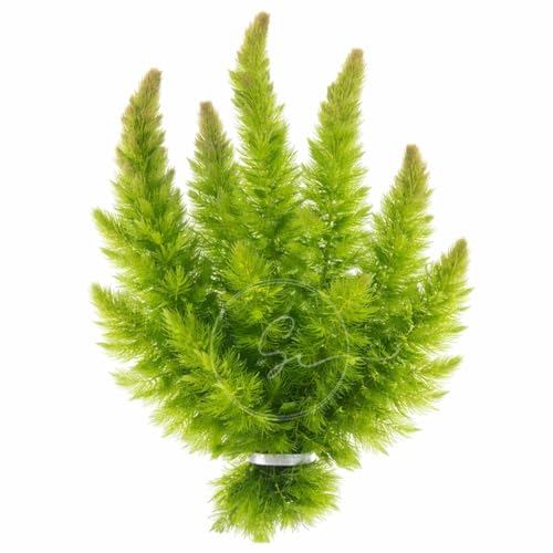 Swimming Creatures™ Live Aquarium Plants (1 X-Large Bunch Hornwort) - color: 1 X-Large Bunch Hornwort
