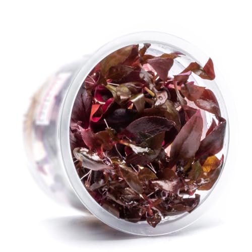 SubstrateSource Live Plant - Alternanthera Reineckii Rosaefolia Live Aquarium Plant Tissue Culture Aquatic Stem - 100% Snail Free in Vitro Cup (AR Rosaefolia) - color: Alternanthera Reineckii Rosaefolia