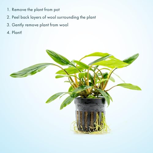 SubstrateSource Live Jungle Plant - Homalomena sp. 'Sekadau South' - Easy Care, Low to Medium Light, Green Accent, Freshwater Terrestrial Plant for Paludariums and Ripariums - Pot - color: Homalomena Sp. Sekadau South, size: Pot